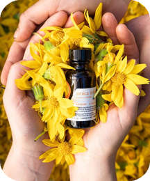 Arnica Montana